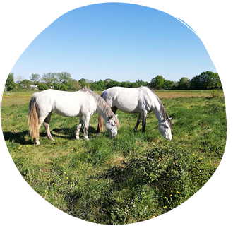 Deux poneys gris qui broutent l’herbe, dans un grand pré, sous le soleil du printemps
