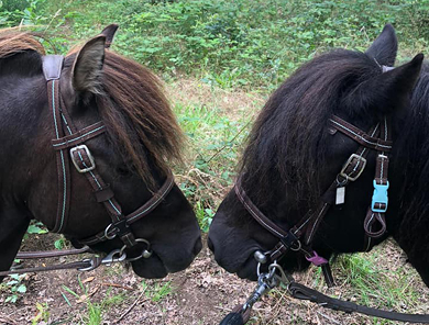 Photo de 2 poneys noirs, de profil, se touchant le bout du nez mutuellement